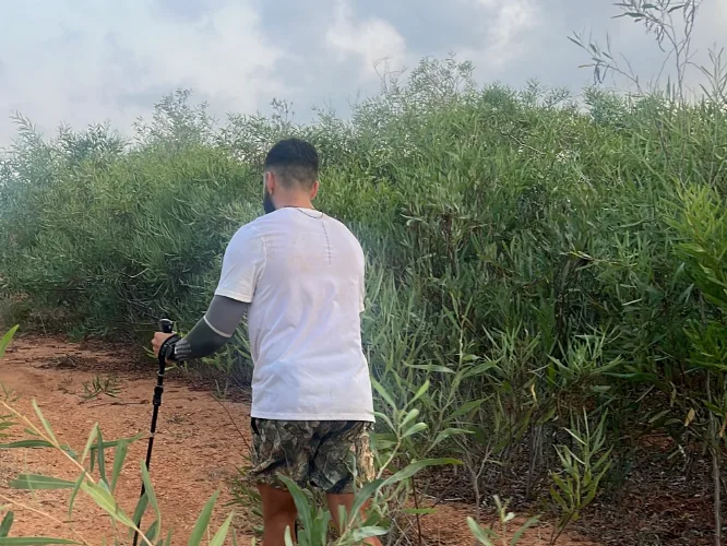 The athlete walking away up a red-earth track through tall green scrub, one pole in hand